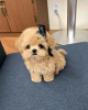 Photo №3. Maltipoo puppies looking for a new home Business WhatsApp 37256348129. Finland