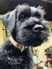 Additional photos: Giant Schnauzer puppies (3 months)