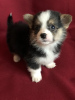Photo №4. I will sell welsh corgi in the city of Minsk. from nursery, breeder - price - 566$