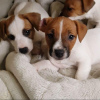 Photo №1. jack russell terrier - for sale in the city of Berlin | Is free | Announcement № 125097