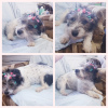 Photo №1. non-pedigree dogs - for sale in the city of Minsk | Is free | Announcement № 42259