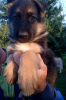 Photo №1. german shepherd - for sale in the city of Tiraspol | 90$ | Announcement № 24300