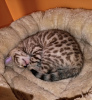 Photo №4. I will sell bengal cat in the city of Berlin. breeder - price - 350$