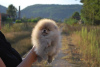 Photo №1. pomeranian - for sale in the city of Kučevo | negotiated | Announcement № 70501