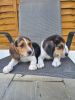 Photo №1. beagle - for sale in the city of Арнем | 507$ | Announcement № 116184