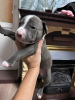 Photo №2 to announcement № 120920 for the sale of american staffordshire terrier - buy in Russian Federation private announcement