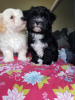 Photo №1. havanese dog - for sale in the city of Eindhoven | 444$ | Announcement № 45921