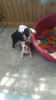 Photo №1. boston terrier - for sale in the city of Berlin | Is free | Announcement № 126908