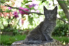 Photo №3. Maine Coon kittens. Germany