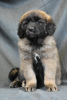 Photo №1. non-pedigree dogs - for sale in the city of Minsk | 1321$ | Announcement № 90626