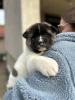 Additional photos: American Akita, TOP puppies