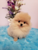 Photo №2 to announcement № 9299 for the sale of pomeranian - buy in Ukraine private announcement