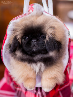 Photo №2 to announcement № 5579 for the sale of pekingese - buy in Russian Federation from nursery