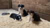 Photo №2 to announcement № 108829 for the sale of border collie - buy in United States private announcement, from nursery, from the shelter, breeder