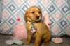 Photo №1. golden retriever - for sale in the city of Berlin | 264$ | Announcement № 107367