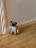 Photo №4. I will sell pug in the city of Wyoming. private announcement - price - 300$