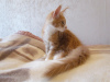 Photo №1. maine coon - for sale in the city of Kursk | 270$ | Announcement № 7541