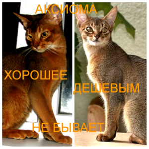 Photo №2 to announcement № 826 for the sale of abyssinian cat - buy in Belarus from nursery