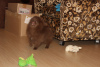 Photo №2 to announcement № 7917 for the sale of pomeranian - buy in Russian Federation private announcement