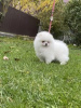 Additional photos: Pomerania for sale