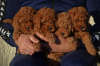 Additional photos: Mini Poodle, red and apricot colors