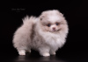 Photo №2 to announcement № 95853 for the sale of pomeranian - buy in Russian Federation from nursery