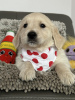 Additional photos: Golden Retriever Puppies