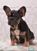 Photo №4. I will sell french bulldog in the city of Warsaw. private announcement - price - 1649$