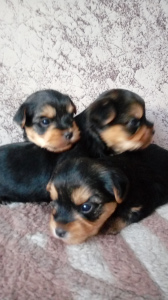 Additional photos: I will sell puppies of a Yorkshire terrier