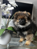 Photo №1. pomeranian - for sale in the city of Филадельфия | 2000$ | Announcement № 39696