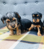 Photo №3. Teacup Yorkshire Terrier Puppy for free adoption. Germany