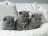 Photo №3. British shorthair kittens Business WhatsApp 37256062792. Belgium