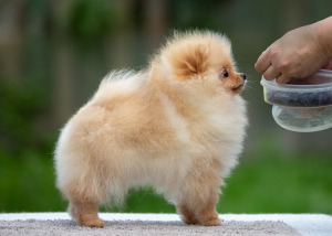 Photo №2 to announcement № 3566 for the sale of german spitz - buy in Russian Federation from nursery