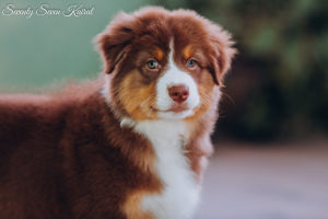 Photo №4. I will sell australian shepherd in the city of Moscow. from nursery - price - Negotiated