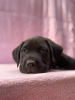 Photo №1. cane corso - for sale in the city of Olkusz | 1774$ | Announcement № 11408