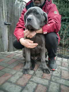 Photo №4. I will sell cane corso in the city of Bucha. breeder - price - 500$