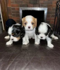 Photo №4. I will sell cavalier king charles spaniel in the city of Kiev.  - price - 400$