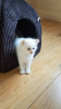 Photo №2 to announcement № 36785 for the sale of ragdoll - buy in Russian Federation private announcement