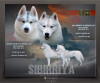 Photo №1. siberian husky - for sale in the city of Belgrade | negotiated | Announcement № 114824