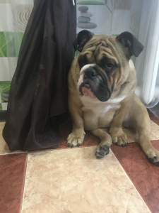 Photo №2 to announcement № 6472 for the sale of english bulldog - buy in Russian Federation 