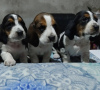 Photo №1. basset hound - for sale in the city of Валлетта | Is free | Announcement № 82035