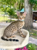 Photo №2 to announcement № 118722 for the sale of savannah cat - buy in Finland 