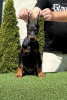 Additional photos: Doberman puppies for sale