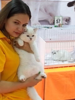 Photo №2 to announcement № 3344 for the sale of british shorthair - buy in Russian Federation from nursery