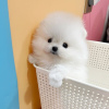 Photo №2 to announcement № 70353 for the sale of pomeranian - buy in United Kingdom private announcement