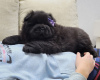 Additional photos: Chow Chow Male Puppies For Sale!