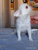 Photo №4. I will sell chihuahua in the city of Chelyabinsk. private announcement - price - 203$