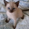 Photo №1. siamese cat - for sale in the city of Vievis | negotiated | Announcement № 53577