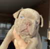 Photo №1. french bulldog - for sale in the city of Penza | 2760$ | Announcement № 31092