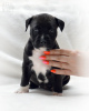 Photo №2 to announcement № 11184 for the sale of american staffordshire terrier - buy in Poland breeder